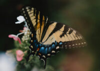 nani-williams-qpt9wxxyli8-unsplash-web2
